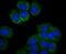 Phosphoenolpyruvate carboxykinase [GTP], mitochondrial antibody, NBP2-75610, Novus Biologicals, Immunocytochemistry image 