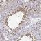 Autophagy Related 3 antibody, NBP2-37894, Novus Biologicals, Immunohistochemistry paraffin image 