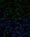 Heat Shock Transcription Factor 1 antibody, 15-191, ProSci, Immunofluorescence image 