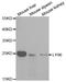 Lymphocyte Antigen 96 antibody, MBS126968, MyBioSource, Western Blot image 