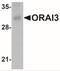 ORAI Calcium Release-Activated Calcium Modulator 3 antibody, NBP2-41327, Novus Biologicals, Western Blot image 