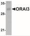 Protein orai-3 antibody, NBP2-41327, Novus Biologicals, Western Blot image 