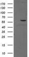 Phosphoribosyl Pyrophosphate Amidotransferase antibody, TA504559, Origene, Western Blot image 