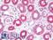 Septin-7 antibody, LS-B9870, Lifespan Biosciences, Immunohistochemistry paraffin image 