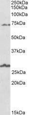 Sodium- and chloride-dependent betaine transporter antibody, LS-B10391, Lifespan Biosciences, Western Blot image 