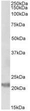 Interleukin 25 antibody, AP32730PU-N, Origene, Western Blot image 