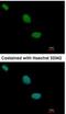 TLE Family Member 2, Transcriptional Corepressor antibody, NBP1-32158, Novus Biologicals, Immunocytochemistry image 