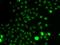 ETS Variant 1 antibody, orb373560, Biorbyt, Immunocytochemistry image 