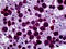 Fatty Acid Desaturase 1 antibody, 51-924, ProSci, Immunohistochemistry paraffin image 