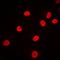 Heterogeneous Nuclear Ribonucleoprotein F antibody, orb214043, Biorbyt, Immunofluorescence image 