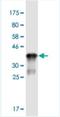 ST3 Beta-Galactoside Alpha-2,3-Sialyltransferase 5 antibody, H00008869-M04-100ug, Novus Biologicals, Western Blot image 