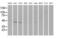 RAD9 Checkpoint Clamp Component A antibody, MA5-24923, Invitrogen Antibodies, Western Blot image 