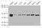 DnaJ Heat Shock Protein Family (Hsp40) Member B1 antibody, A51817-100, Epigentek, Western Blot image 