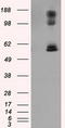 Lipase G, Endothelial Type antibody, LS-C115062, Lifespan Biosciences, Western Blot image 