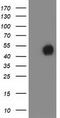 Myocyte Enhancer Factor 2C antibody, LS-C337280, Lifespan Biosciences, Western Blot image 