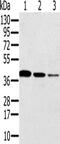 Synaptonemal Complex Protein 3 antibody, CSB-PA362770, Cusabio, Western Blot image 