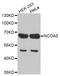 Nuclear Receptor Coactivator 5 antibody, LS-C335356, Lifespan Biosciences, Western Blot image 