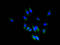 Tetraspanin 1 antibody, A61550-100, Epigentek, Immunofluorescence image 