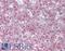 Solute Carrier Family 24 Member 1 antibody, LS-B9700, Lifespan Biosciences, Immunohistochemistry frozen image 