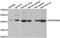 Serpin Family B Member 9 antibody, abx004888, Abbexa, Western Blot image 