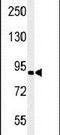 Hexose-6-Phosphate Dehydrogenase/Glucose 1-Dehydrogenase antibody, PA5-24960, Invitrogen Antibodies, Western Blot image 