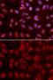 SIN3 Transcription Regulator Family Member A antibody, GTX32874, GeneTex, Immunofluorescence image 