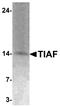 TGFB1-Induced Anti-Apoptotic Factor 1 antibody, A12896, Boster Biological Technology, Western Blot image 