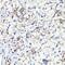 Albumin antibody, GTX32430, GeneTex, Immunohistochemistry paraffin image 