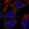 Ribosomal Protein S12 antibody, PA5-64909, Invitrogen Antibodies, Immunofluorescence image 