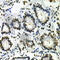 IKAROS Family Zinc Finger 1 antibody, A1850, ABclonal Technology, Immunohistochemistry paraffin image 