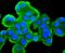 SRC Proto-Oncogene, Non-Receptor Tyrosine Kinase antibody, NBP2-67167, Novus Biologicals, Immunocytochemistry image 