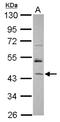 RBM17 antibody, NBP2-20103, Novus Biologicals, Western Blot image 