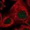 La Ribonucleoprotein Domain Family Member 7 antibody, NBP1-85083, Novus Biologicals, Immunofluorescence image 