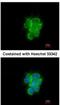 Mitochondrial Intermediate Peptidase antibody, NBP1-32008, Novus Biologicals, Immunofluorescence image 
