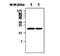 Ferritin Heavy Chain 1 antibody, NBP2-11536, Novus Biologicals, Western Blot image 