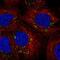 Hydroxymethylbilane Synthase antibody, NBP2-33600, Novus Biologicals, Immunofluorescence image 