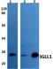 Immunoglobulin Lambda Like Polypeptide 1 antibody, PA5-75839, Invitrogen Antibodies, Western Blot image 