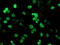 Peptidyl Arginine Deiminase 4 antibody, TA504813, Origene, Immunofluorescence image 