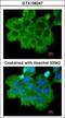 Rho Associated Coiled-Coil Containing Protein Kinase 2 antibody, GTX108247, GeneTex, Immunocytochemistry image 