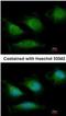 DNA Polymerase Gamma, Catalytic Subunit antibody, NBP1-33633, Novus Biologicals, Immunofluorescence image 