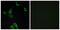 Cell Death Inducing DFFA Like Effector B antibody, abx014016, Abbexa, Western Blot image 