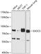 Exocyst Complex Component 5 antibody, A11035, Boster Biological Technology, Western Blot image 