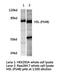 Lipase E, Hormone Sensitive Type antibody, LS-C175887, Lifespan Biosciences, Western Blot image 