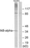NFKB Inhibitor Alpha antibody, LS-B12430, Lifespan Biosciences, Western Blot image 