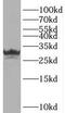 Pyridoxamine 5'-Phosphate Oxidase antibody, FNab06592, FineTest, Western Blot image 