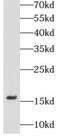 Sca1 antibody, FNab10013, FineTest, Western Blot image 