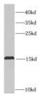 Protein Tyrosine Phosphatase 4A3 antibody, FNab06929, FineTest, Western Blot image 
