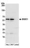 BSD Domain Containing 1 antibody, A305-682A-M, Bethyl Labs, Western Blot image 
