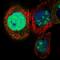 NOP2/Sun RNA Methyltransferase 5 antibody, HPA020536, Atlas Antibodies, Immunofluorescence image 