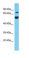 RUN And FYVE Domain Containing 4 antibody, orb327102, Biorbyt, Western Blot image 